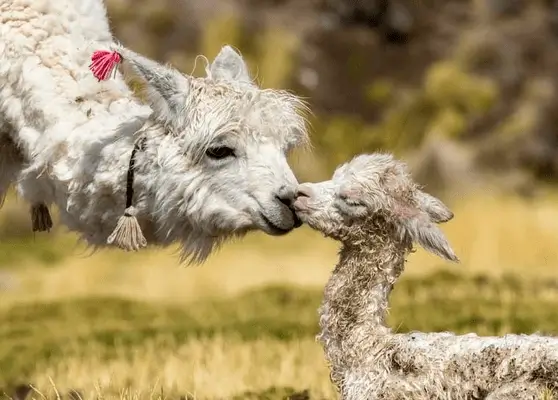 alpaca bebe en manta peruana