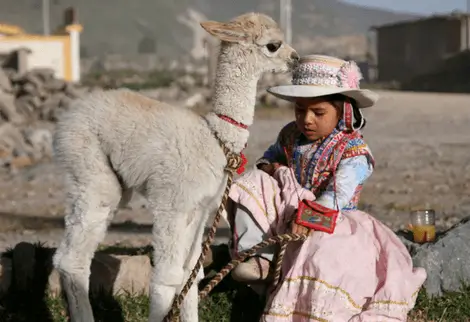 baby alpaca and girl
