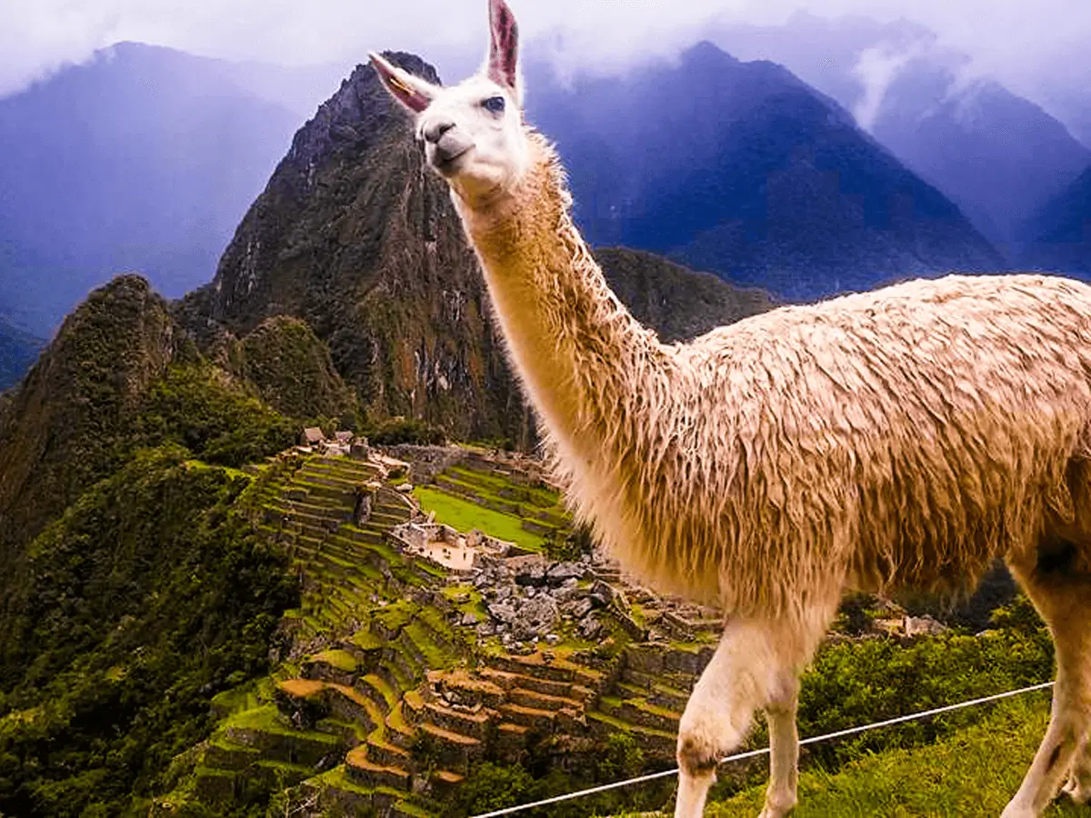 llama machu picchu