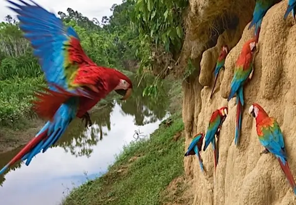 manu huacamayo collpa