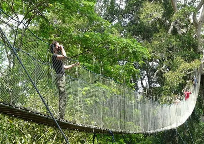 puente colgante tambopata